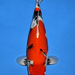 Voorstelling Momotaro en Sakai.Koi: afbeelding 16