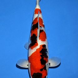 Voorstelling Momotaro en Sakai.Koi: afbeelding 17