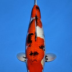 Voorstelling Momotaro en Sakai.Koi: afbeelding 18