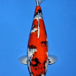 Voorstelling Momotaro en Sakai.Koi: afbeelding 19