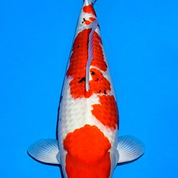 Voorstelling Momotaro en Sakai.Koi: afbeelding 20
