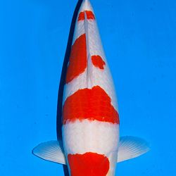 Voorstelling Momotaro en Sakai.Koi: afbeelding 21