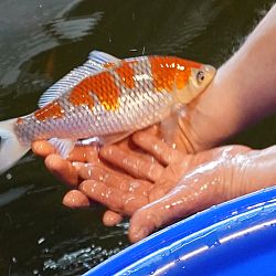 Waarom naar Japan gaan ?: afbeelding 3