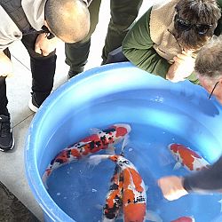 Wat een dag, de koibhobby leeft: afbeelding 1