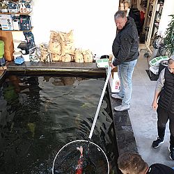 Wat een dag, de koibhobby leeft: afbeelding 3