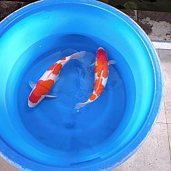 Wat een dag, de koibhobby leeft: afbeelding 5