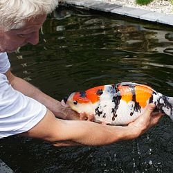 Wat een drukte: afbeelding 1