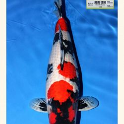 Wat is de miyabi prijs in Japan: afbeelding 1