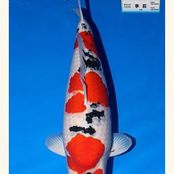 Wat is de miyabi prijs in Japan: afbeelding 3