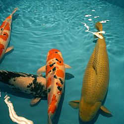 Watergala 2016, deel 1: afbeelding 5