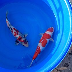 Watergala 2016, deel 1: afbeelding 9