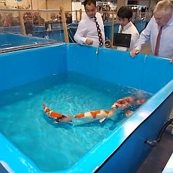 Watergala 2016, deel 2: afbeelding 1