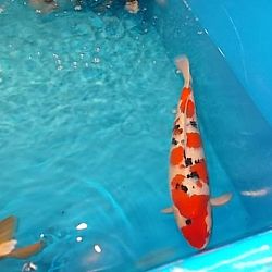 Watergala 2016, deel 2: afbeelding 3