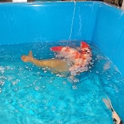 Watergala 2016, deel 2: afbeelding 4