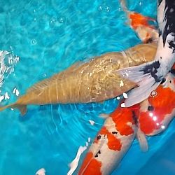 Watergala 2016, deel 2: afbeelding 5