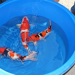 Watergala 2016, deel 3: afbeelding 14