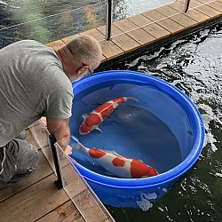 Weer eens een nieuws vanuit Ameide: afbeelding 1