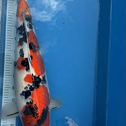 When dreams come true: afbeelding 3