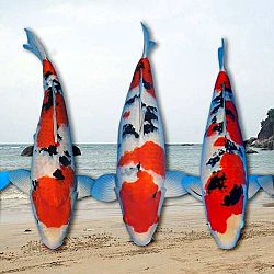 When dreams come true: afbeelding 4