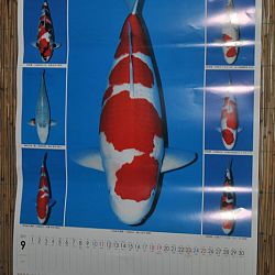 Wie kan ik hier blij mee maken ?: afbeelding 5