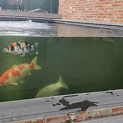 Willen jullie de koi niet meer komen ophalen ?: afbeelding 6