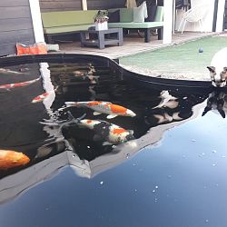Willen jullie de koi niet meer komen ophalen ?: afbeelding 7