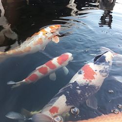 Willen jullie de koi niet meer komen ophalen ?: afbeelding 8