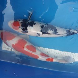 Willen jullie de koi niet meer komen ophalen ?: afbeelding 16