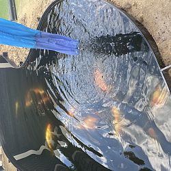 Willen jullie de koi niet meer komen ophalen ?: afbeelding 17