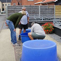 Willen we nu allemaal jumbo koi ?: afbeelding 1