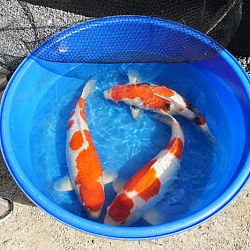Willen we nu allemaal jumbo koi ?: afbeelding 2