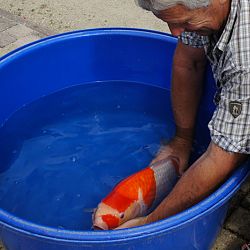 Willen we nu allemaal jumbo koi ?: afbeelding 3