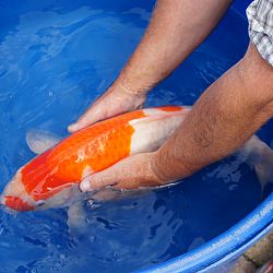 Willen we nu allemaal jumbo koi ?: afbeelding 4