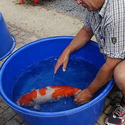 Willen we nu allemaal jumbo koi ?: afbeelding 5