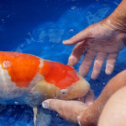 Willen we nu allemaal jumbo koi ?: afbeelding 7