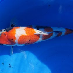 Willen we nu allemaal jumbo koi ?: afbeelding 8