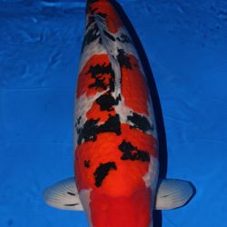 Winnaars All Japan Combined Nishikigoi show 2011: afbeelding 3