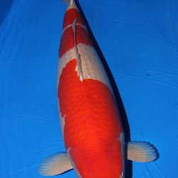 Winnaars All Japan Combined Nishikigoi show 2011: afbeelding 6
