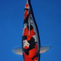 Winnaars All Japan Combined Nishikigoi show 2011: afbeelding 22