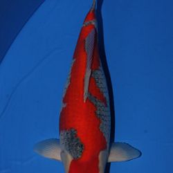 Winnaars All Japan Combined Nishikigoi show 2011: afbeelding 23