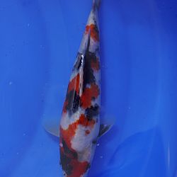 Young Holland Koi Show: afbeelding 2