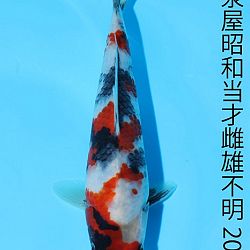 Young Holland Koi Show: afbeelding 1