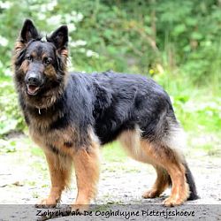 Zijn er nog kandidaten voor puppies: afbeelding 1