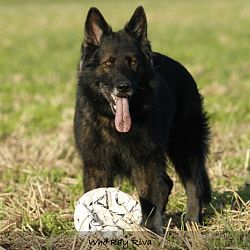 Zijn er nog kandidaten voor puppies: afbeelding 2