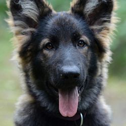 Zijn er nog kandidaten voor puppies: afbeelding 3