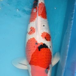 Zomaar wat foto's: afbeelding 13