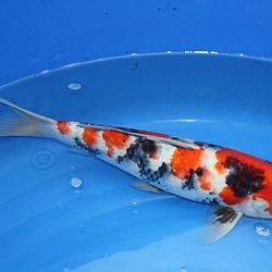 Fimpje Sanke en showa: afbeelding