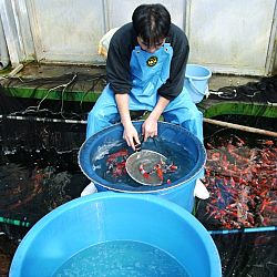 Koimasseur: big in Japan: afbeelding