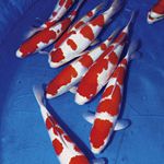 Momotaro veiling: afbeelding