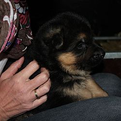 Nieuwe foto's van SIMBA!: afbeelding